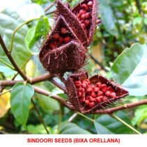 Kolar Herbs Natural Sindoor (Kumkum)